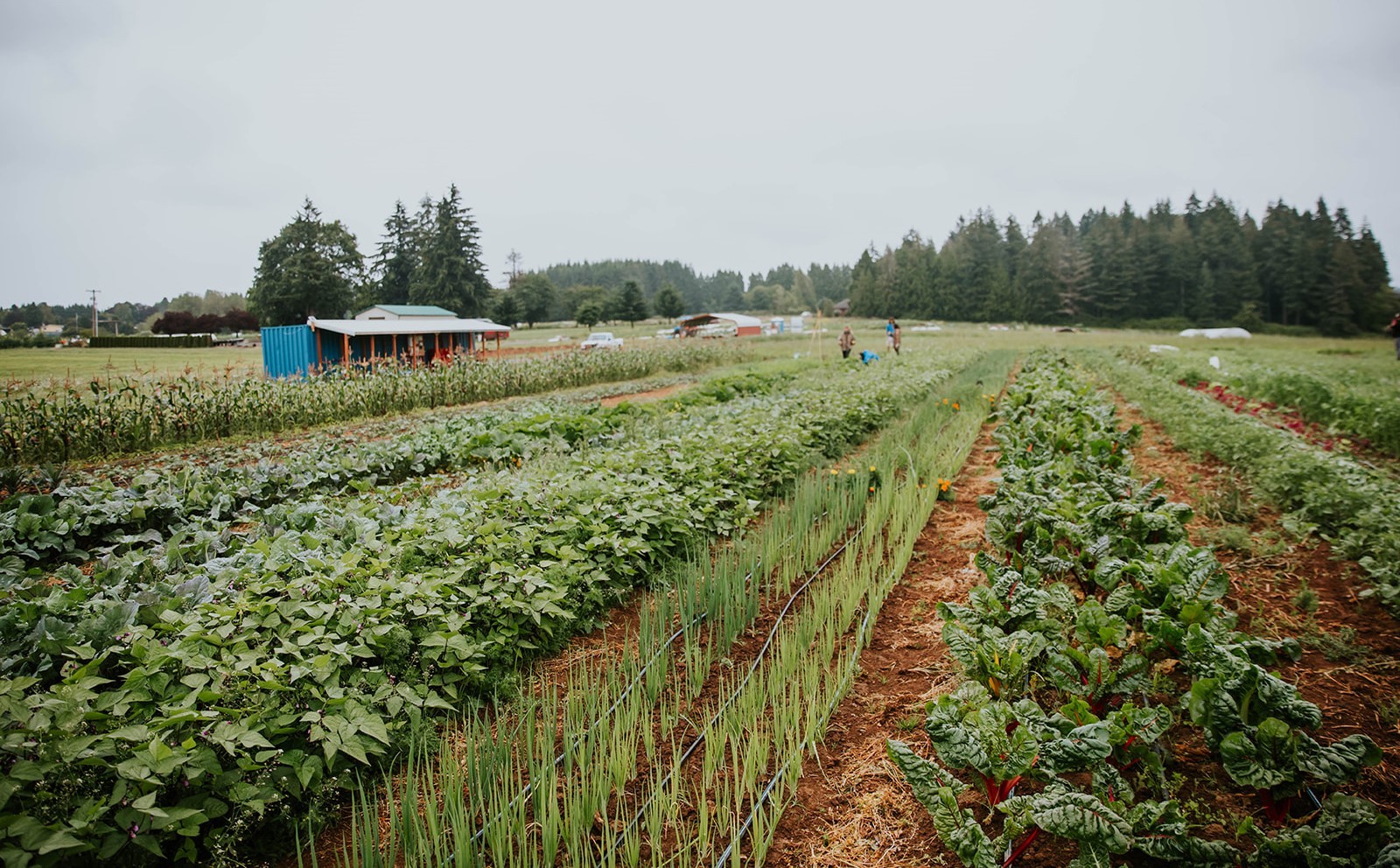 A farm field with long rows of thriving vegetables under a grey sky.