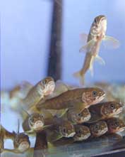 sidelittlefish