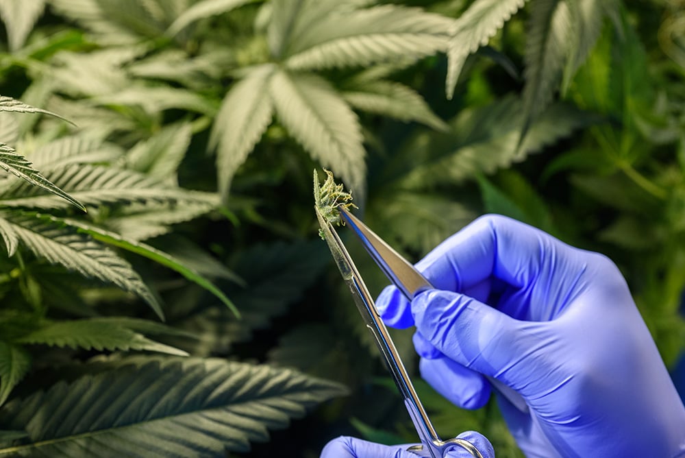 Legal Pot Will Mean a Boom in Canadian Cannabis Research | The Tyee