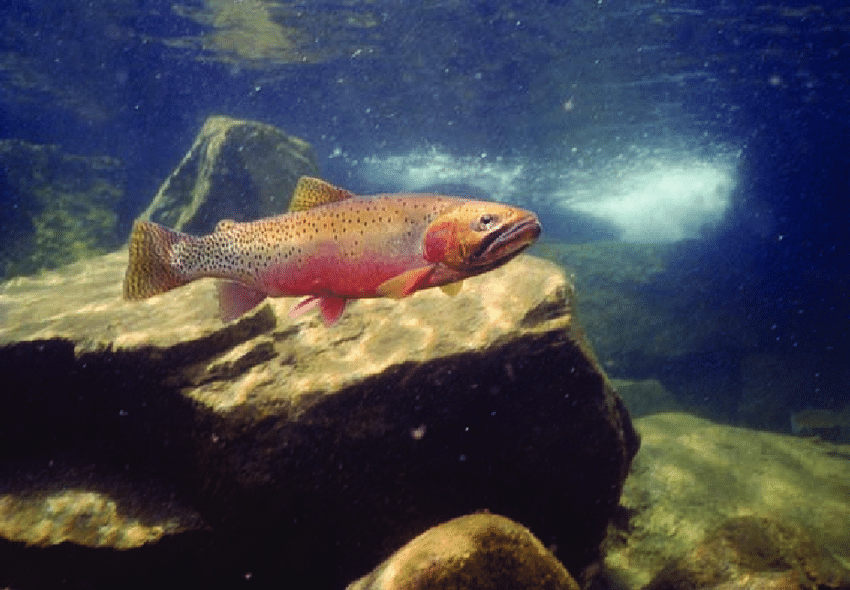 WestslopeCutthroatTrout.png