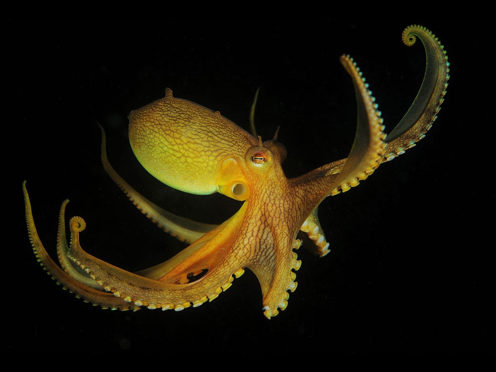 Why We Shouldn't Farm Octopuses | The Tyee