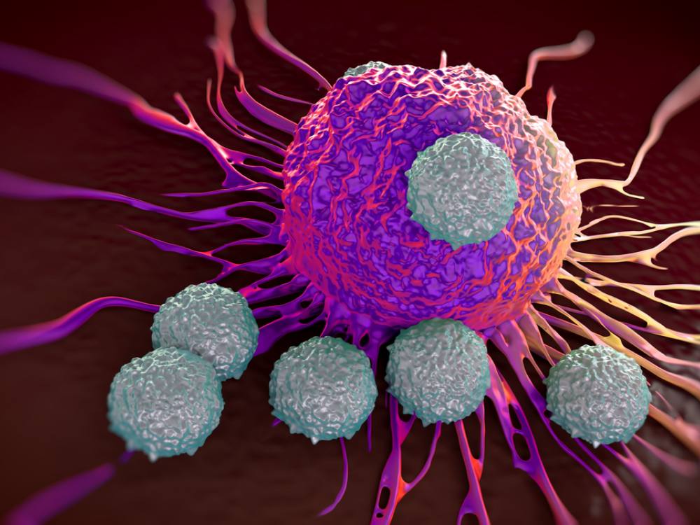A purple T cell close up.