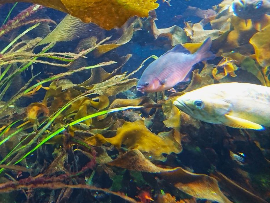 An underwater photo shows two colourful fish amidst a kelp bed.