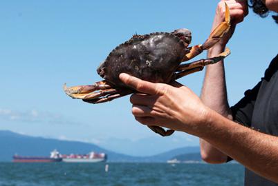 How the World’s Longest Marine Heat Wave Upended Ocean Life
