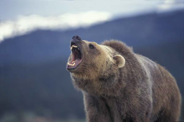roaring grizzly bear