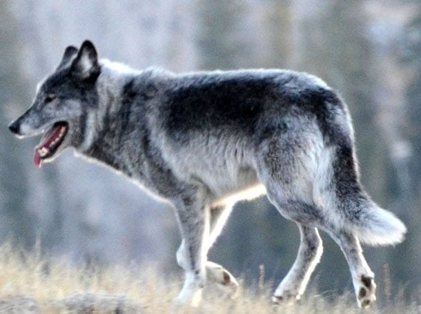 582px version of Wolf-Photo-Tyee.jpg