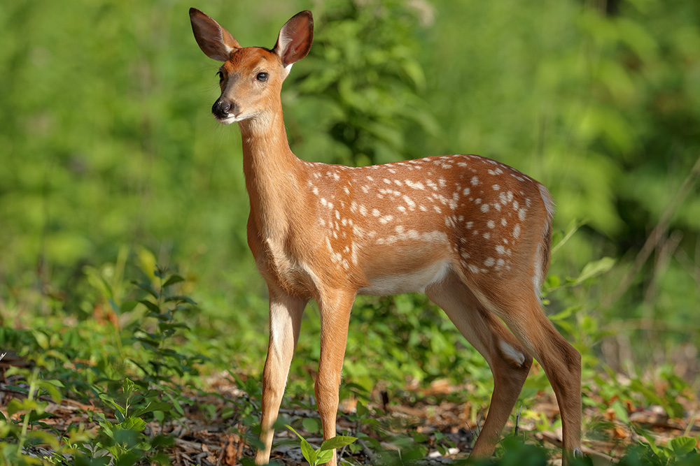 Mask maker protects fawns at central Alberta wildlife centre - Red Deer  Advocate