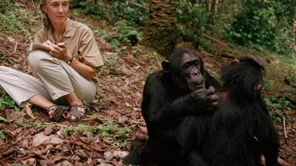 960px version of Young-Jane-Goodall.jpg