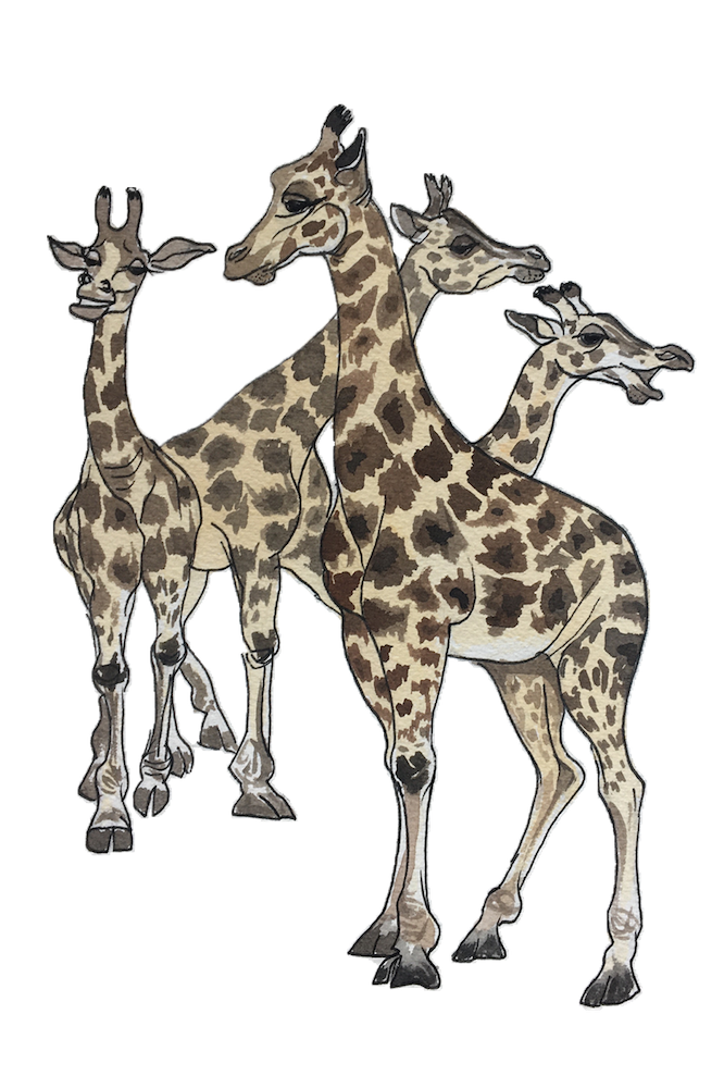 582px version of DW-Giraffes.png