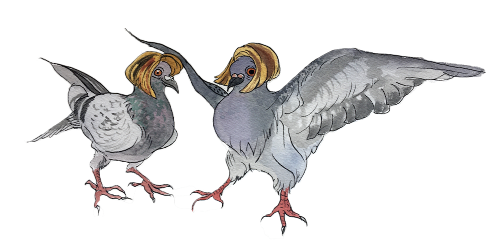 582px version of DW-Pigeons.png