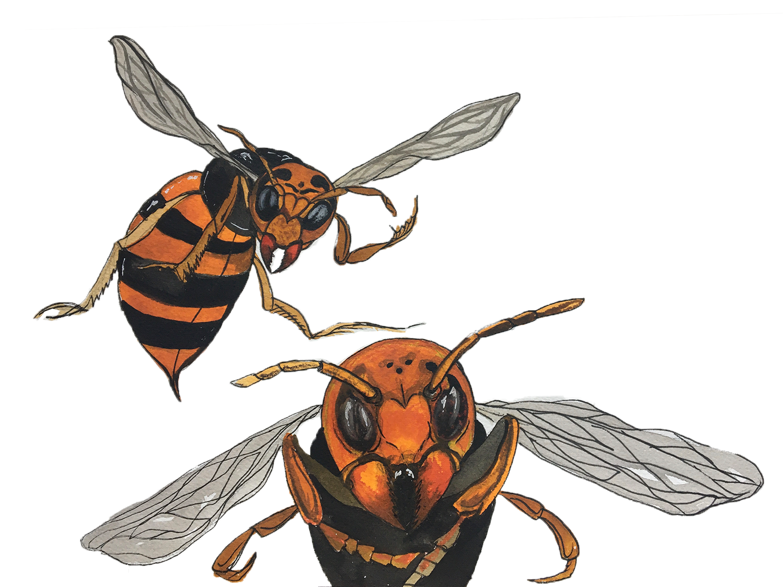 582px version of DW-Wasp2.png