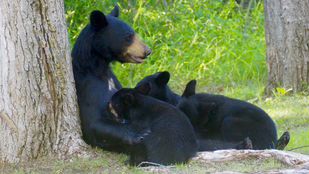 Black bears in the city are bigger and have cubs sooner - Futurity