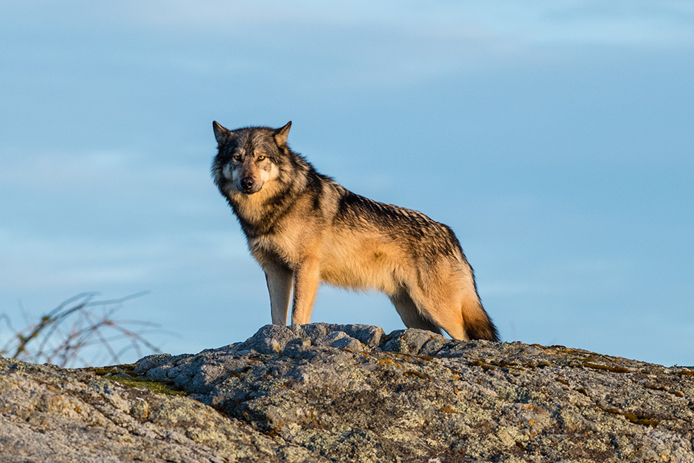 On Knowing, and Loving, a Lone Wolf | The Tyee