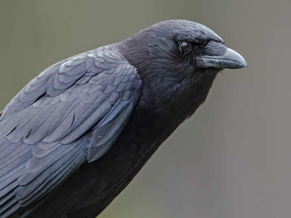 The Unexpected Relationship Between Wolves And Ravens