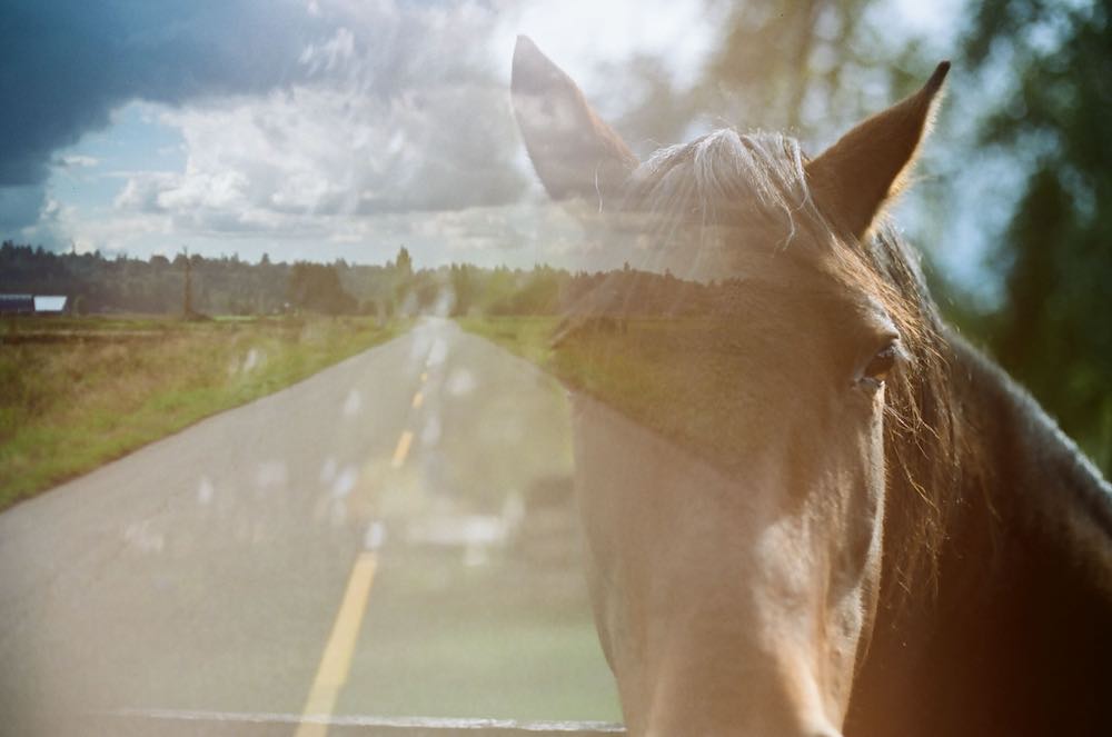 A double-exposure image depicts a brown horse’s face laid across an open highway on a sunny day.