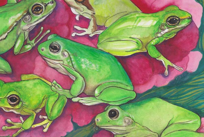 How to Bring Frogs Back from the Brink of Extinction