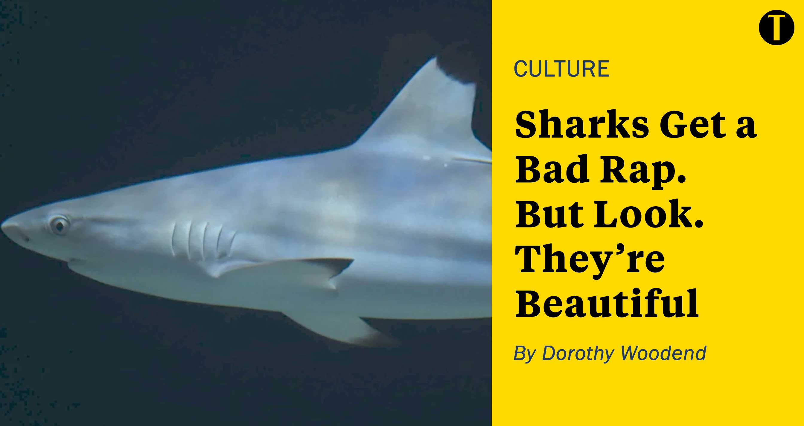 Sharks Get a Bad Rap. But Look. They're Beautiful | The Tyee