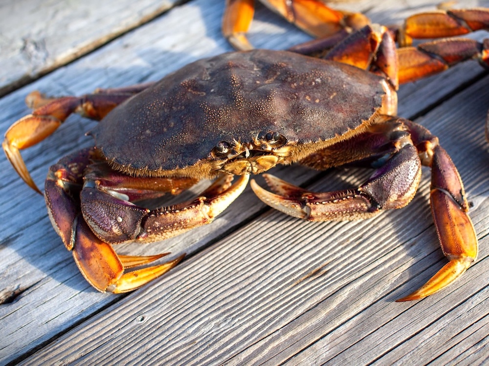 Hunting for Crabs in City Waters | The Tyee