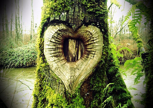 Heart Shaped Knot in tree