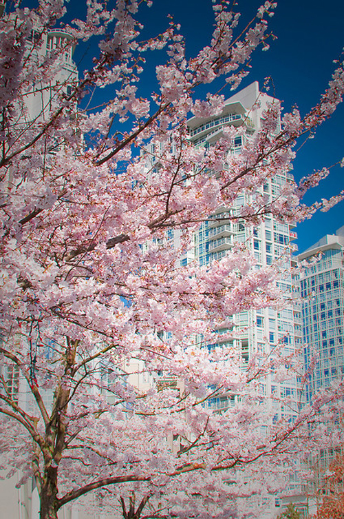 Sakura in the city of glass