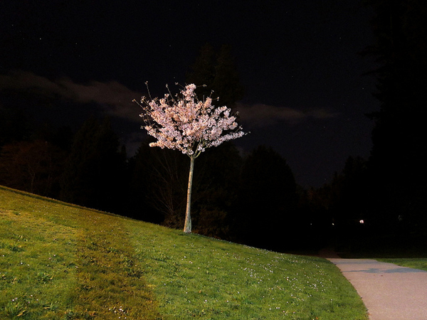 Midnight blossom tree