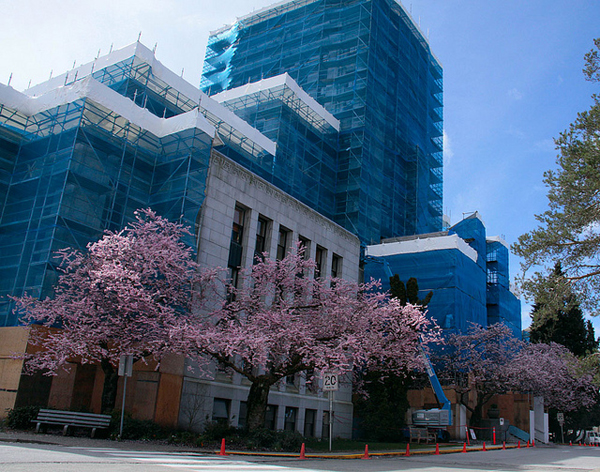 City Hall blooms