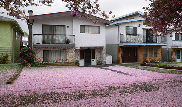 Pink blossom-covered lawn
