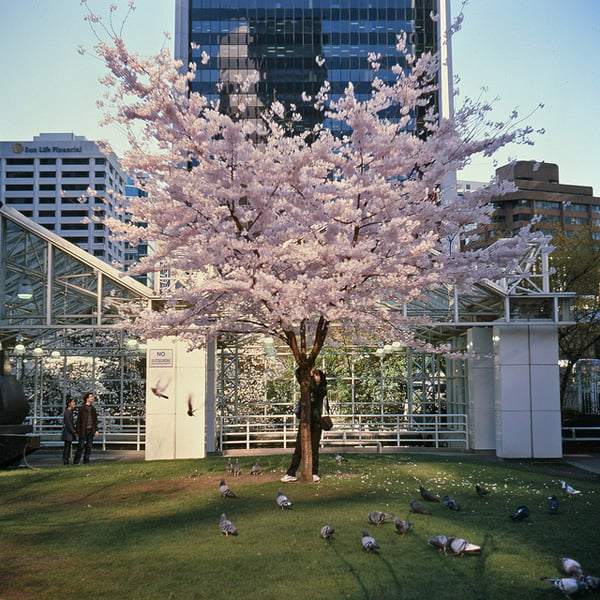 Blossom photographer