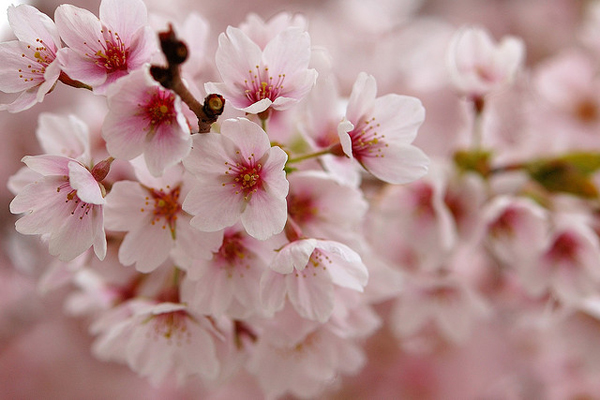 UBC cherry blossoms