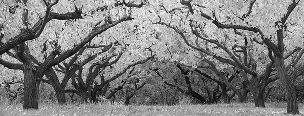 Orchard boughs