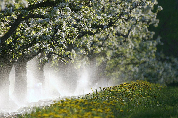 Orchard irrigation