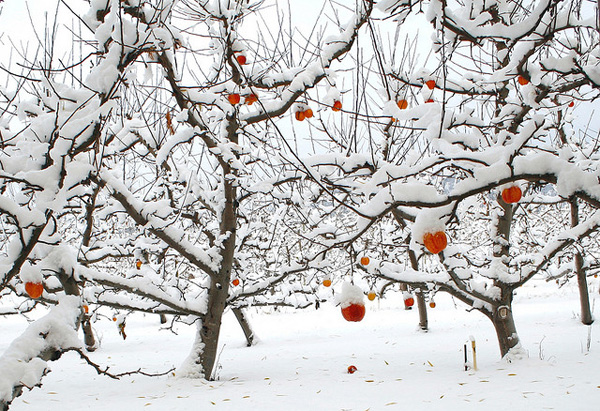 Orchard and snowy apples