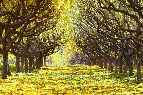 Yellow orchard