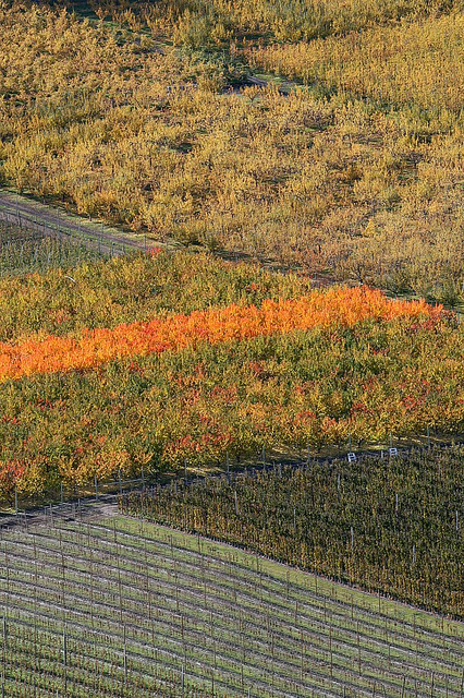 Criss-cross orchards