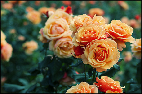 Stanley park roses