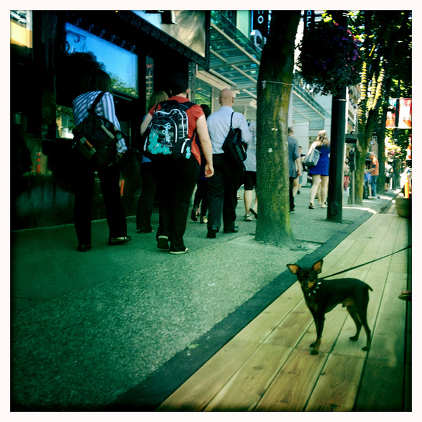 Streetwise-looking dog