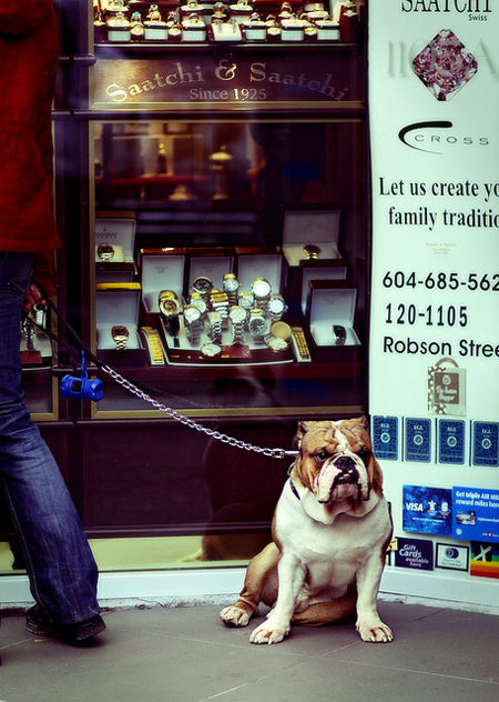 Watchdog protecting jewelry store