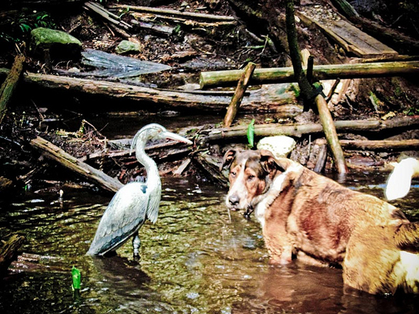 Hank the dog with friend, the heron