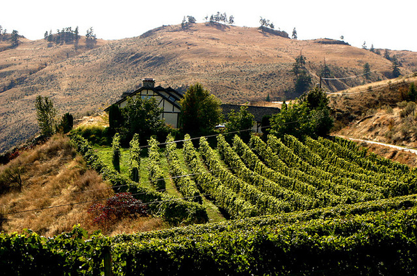 Okanagan vineyard in the fall