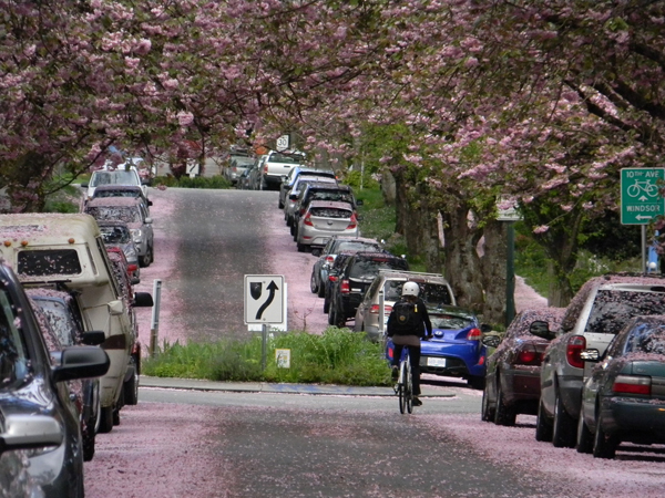Cherry blossom ride