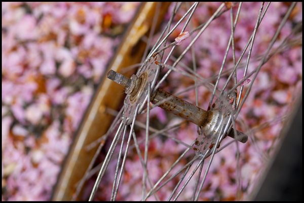 Cherry blossom bike lane