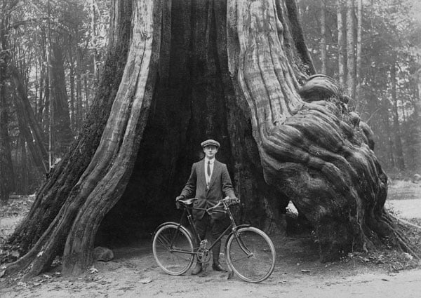 582px version of Stanley Park hollow tree