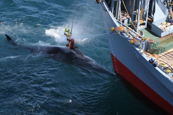 Greenpeace confronts Japanese Whaling Boat