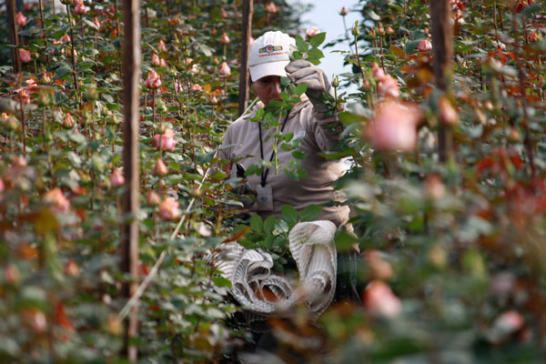 Worker harvesting flowers at Fairtrade certified Hoja Verde farm in Cayambe, Ecuador