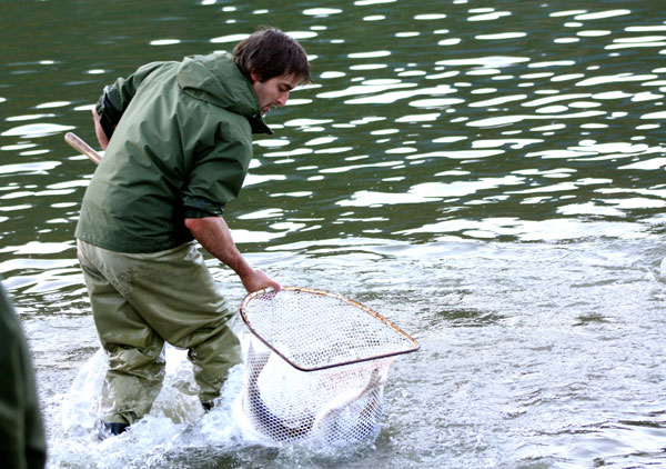 Tim Clark nets a Harrison River sockeye