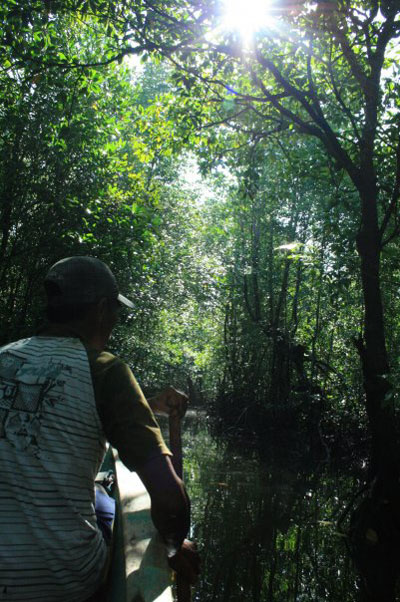 Mangrove tour, eelgrass, Indonesia