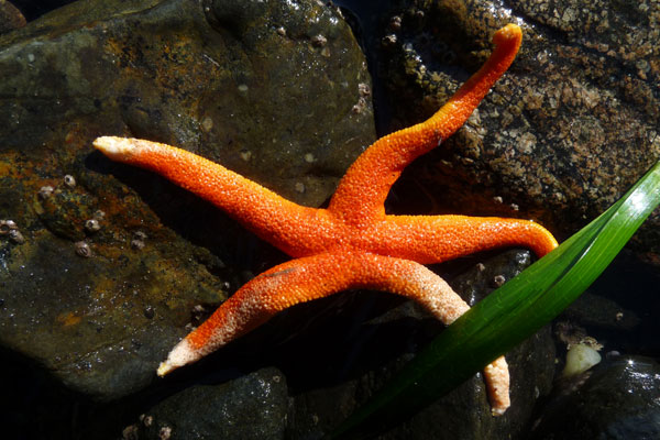 Orange starfish, eelgrass