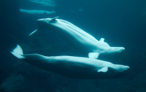 Cat parasite found in Western Arctic belugas
