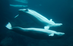 Public health warning as cat parasite spreads to Arctic beluga