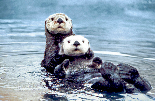 A pair of sea otters